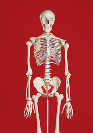 Artificial human skeleton model on red background