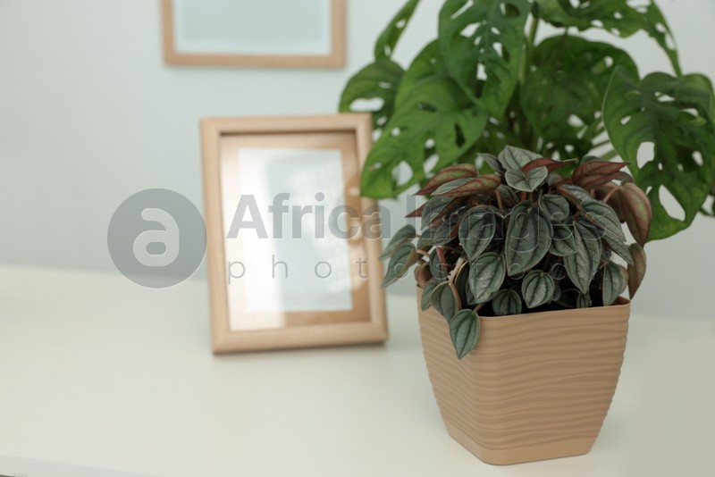 Beautiful house plants on white table, closeup. Space for text