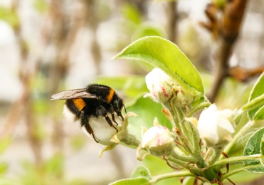 Spring blooming tree with beautiful flowers and bumblebee in park, closeup. Space for text