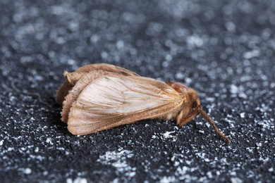Brown common clothing moth on black textured background, closeup