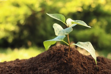 Photo of Beautiful green seedling in soil outdoors, closeup with space for text. Planting tree