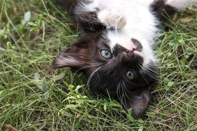Cute fluffy cat resting at backyard outdoors, closeup