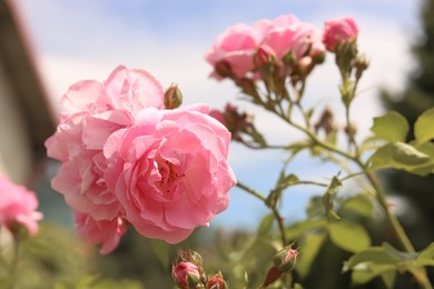 Photo of Bush with beautiful pink tea roses outdoors, closeup