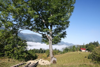 View of trees growing on mountain hill in morning