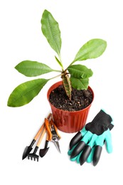 Pair of gloves, potted plant and gardening tools on white background