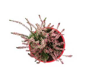 Photo of Beautiful heather in flowerpot isolated on white, top view