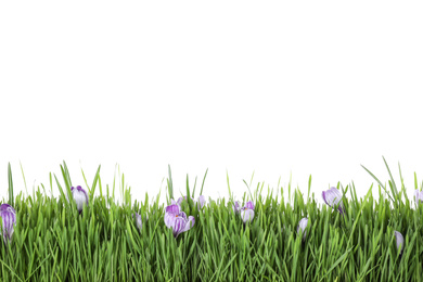 Fresh green grass and crocus flowers on white background. Spring season