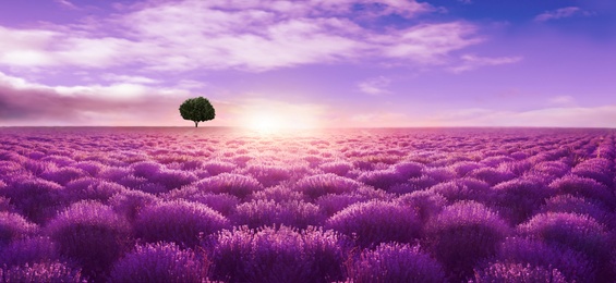 Beautiful lavender field with single tree under amazing sky at sunset