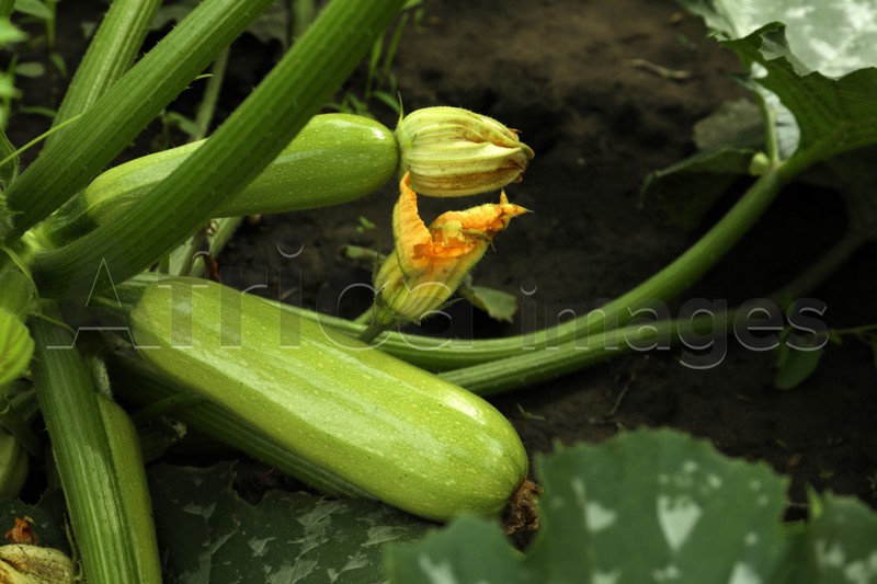 Blooming green plant with unripe zucchini in garden