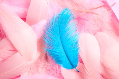 Many different fluffy bright feathers, closeup view