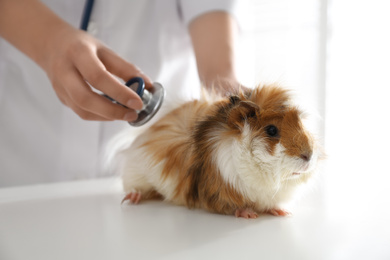 Female veterinarian examining guinea pig in clinic, closeup
