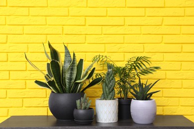 Different houseplants on black wooden table near yellow brick wall. Interior design