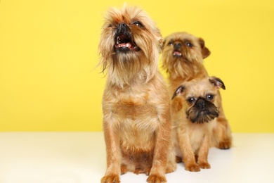 Studio portrait of funny Brussels Griffon dogs on color background. Space for text