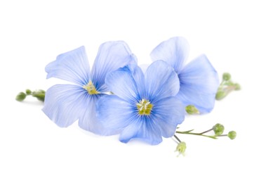 Beautiful blooming flax flowers on white background