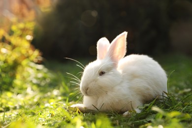 Cute white rabbit on green grass outdoors. Space for text