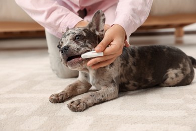 Photo of Woman brushing dog's teeth on floor at home, closeup