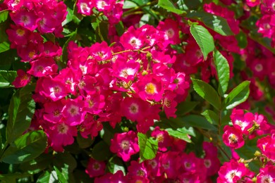 Bush with beautiful blooming roses in garden on sunny day, closeup