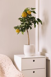 Idea for minimalist interior design. Small potted bergamot tree with fruits on chest of drawers indoors