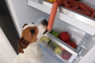 Photo of Cute Jack Russell Terrier stealing sausages from refrigerator, above view