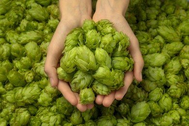 Photo of Woman holding pile of fresh ripe hops, top view