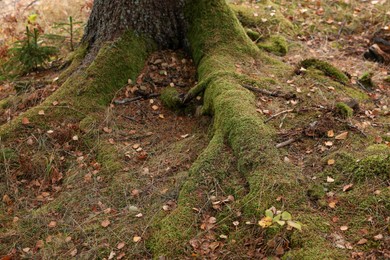 Tree roots covered with moss visible through soil in autumn forest