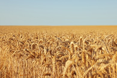Beautiful view of agricultural field with ripening wheat crop under blue sky