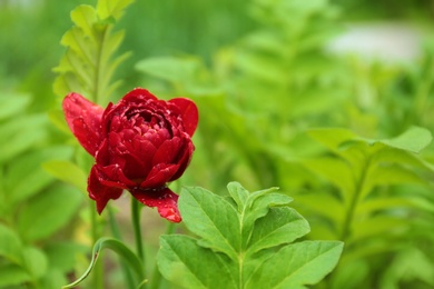 Beautiful peony flower with rain drops in garden, closeup view
