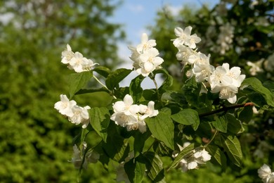 Photo of Beautiful blooming white jasmine shrub outdoors on sunny day