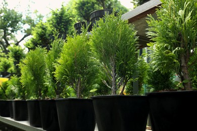 Photo of Many beautiful potted evergreen thuja trees on rack outdoors