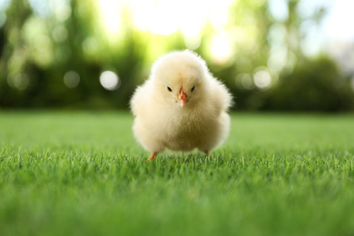 Cute fluffy baby chicken on green grass outdoors