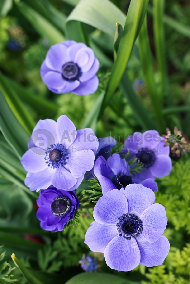 Beautiful blue anemone flowers growing outdoors, top view. Spring season