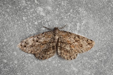Photo of Single Alcis repandata moth on light grey background, top view