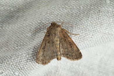 Single Paradrina clavipalpis moth on white cloth