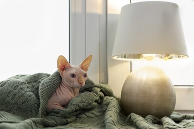 Beautiful Sphynx cat wrapped in soft blanket near window at home. Lovely pet