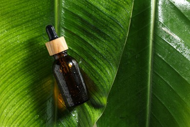 Photo of Bottle of cosmetic product on wet green leaves, top view. Space for text