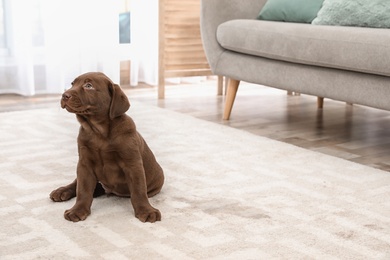 Chocolate Labrador Retriever puppy and wet spot on carpet indoors