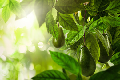 Fresh ripe avocados growing on tree outdoors, space for text 