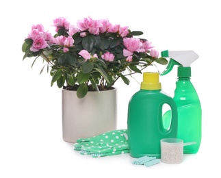 Azalea in pot, gloves and different houseplant fertilizers on white background