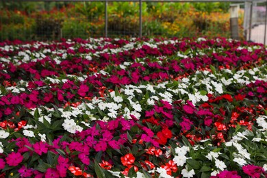 Photo of Many beautiful blooming impatiens plants in garden outdoors