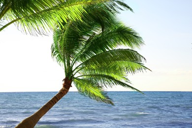 Photo of Beautiful palm trees with green leaves near sea