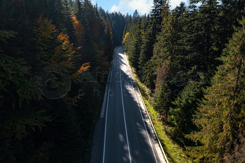 Asphalt road surrounded by coniferous forest on sunny day. Drone photography