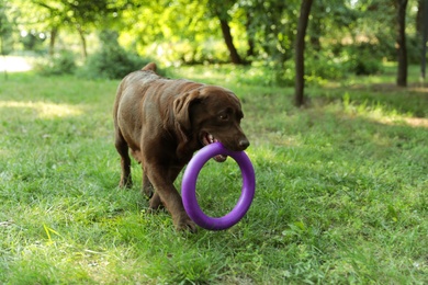 Cute Chocolate Labrador Retriever dog with toy in summer park