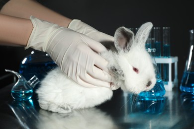 Scientist holding rabbit in chemical laboratory, closeup. Animal testing