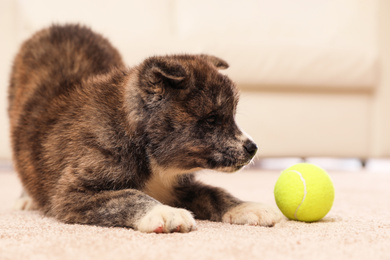 Cute Akita inu puppy with ball indoors. Playful dog