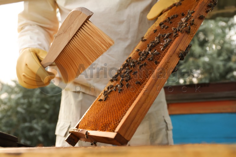 Photo of Beekeeper in uniform brushing honey frame at apiary, closeup