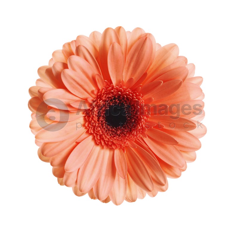 Beautiful coral gerbera flower on white background
