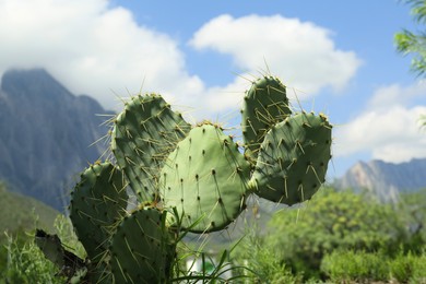 Beautiful Opuntia cactus growing near mountains outdoors