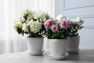 Photo of Beautiful chrysanthemum and azalea flowers in pots on light grey table indoors