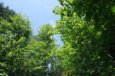 Photo of Beautiful trees in forest on sunny day