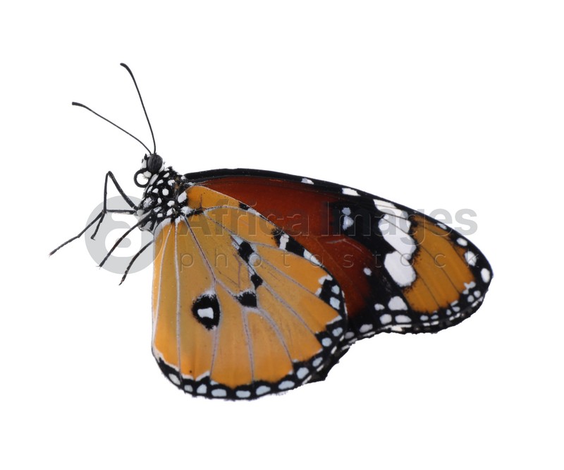 Beautiful painted lady butterfly isolated on white